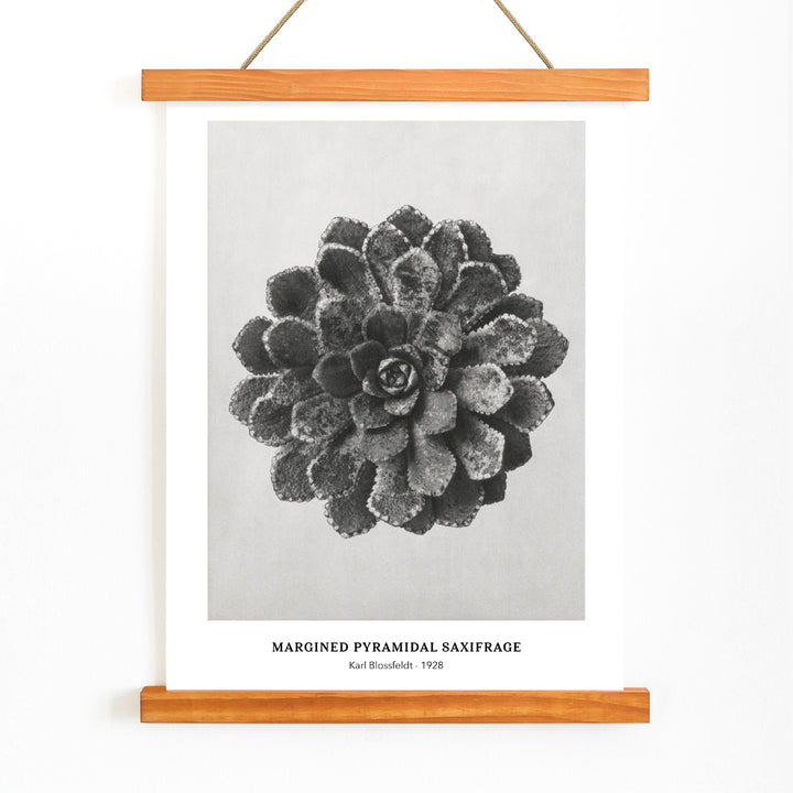 Margined Pyramidal Saxifrage leaf botanical photograph by Karl Blossfeldt from Urformen der Kunst detailed close up poster, with wooden magnetic frame on white background