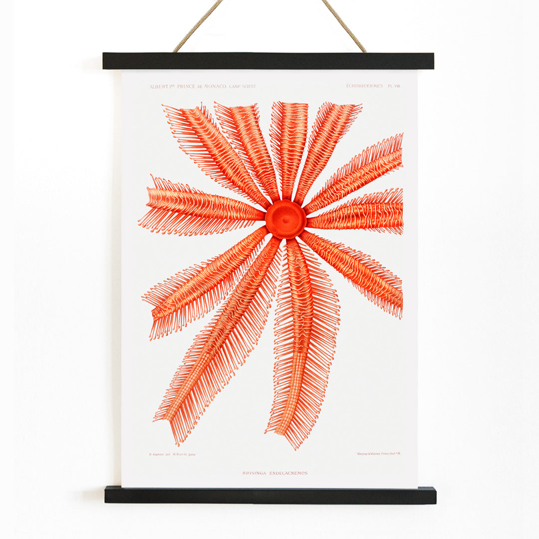 , with wooden magnetic frame on white background