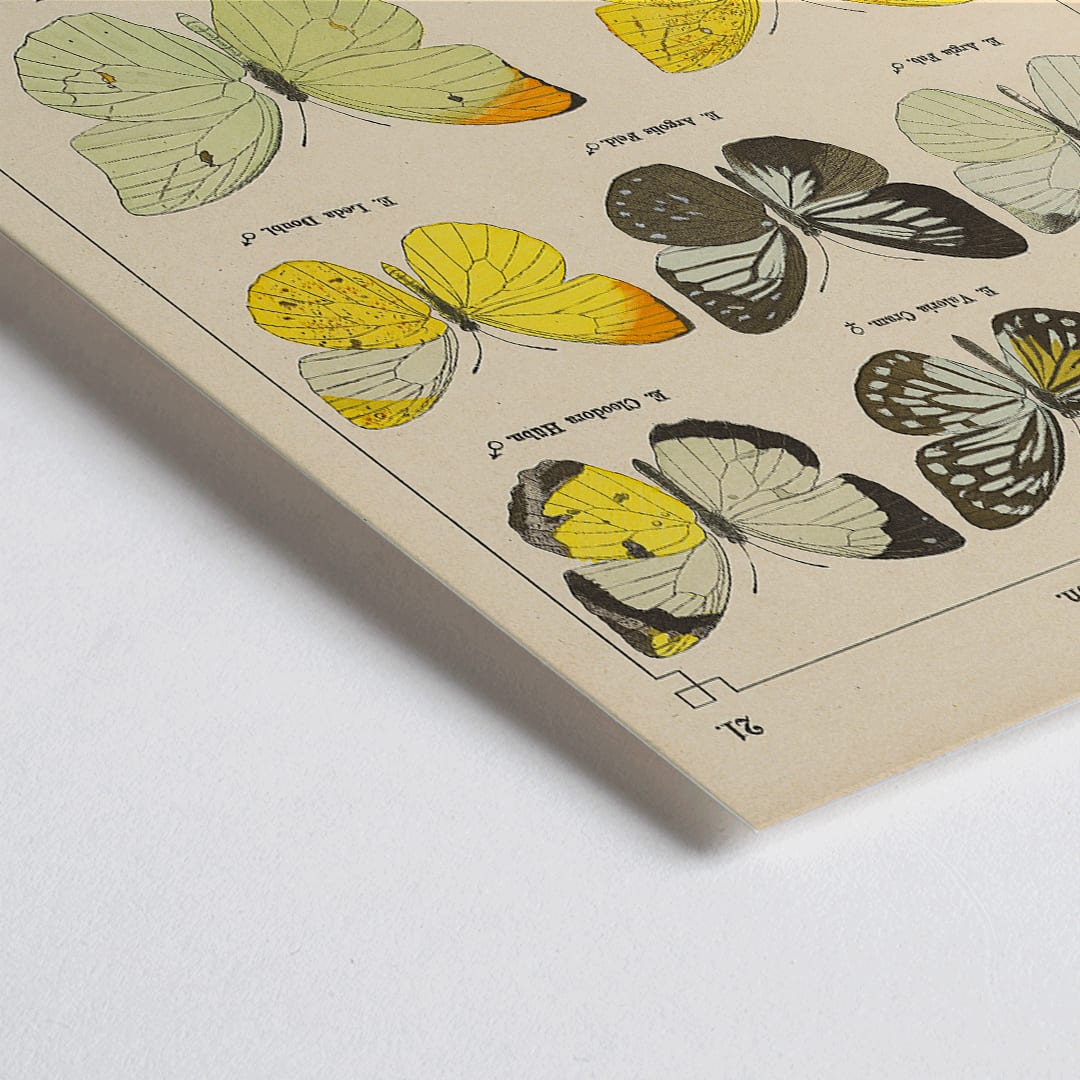 Closeup detail of Exotic butterflies illustration and poster by Otto Staudinger titled Exotic Butterflies Pl021 featuring detailed colorful species