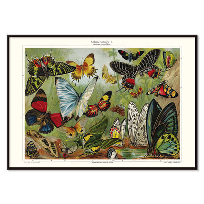 Colorful butterflies illustration by Institut of Leipzig titled Butterflies II poster featuring butterflies in nature ideal for entomology and home decor, with black aluminium frame on white background