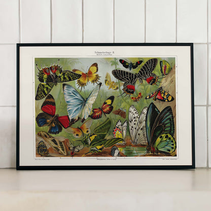 Colorful butterflies illustration by Institut of Leipzig titled Butterflies II poster featuring butterflies in nature ideal for entomology and home decor, framed and displayed in modern living room decor