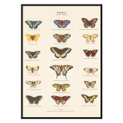 Vintage butterfly illustration and poster showing various butterfly species from Collection of Butterflies by Ernst Frohlich detailed artwork, with black aluminium frame on white background