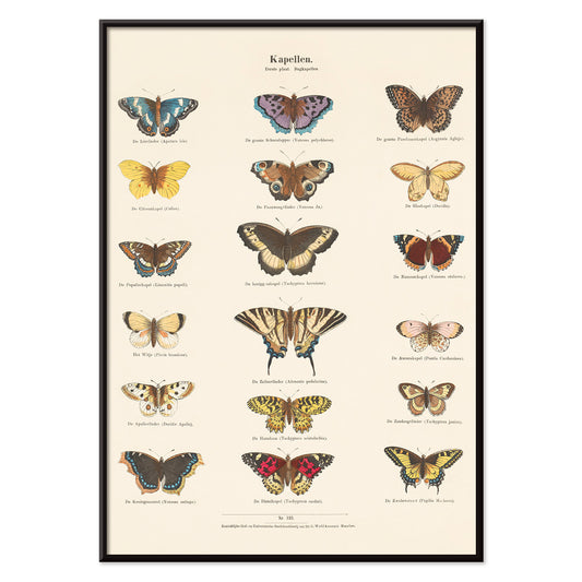 Vintage butterfly illustration and poster showing various butterfly species from Collection of Butterflies by Ernst Frohlich detailed artwork, with black aluminium frame on white background