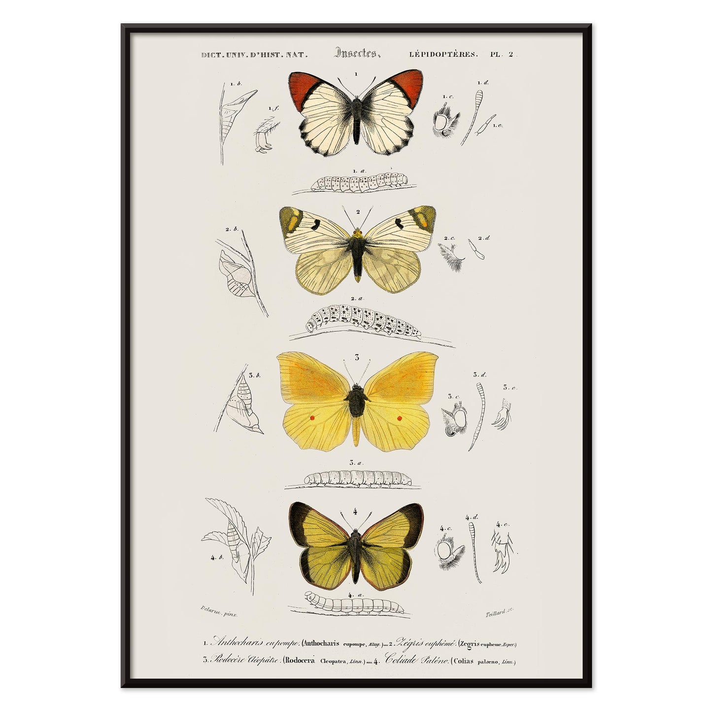 Illustration and poster of butterfly species and insect life cycles by Charles Dessalines D Orbigny from Different types of butterfly, with black aluminium frame on white background