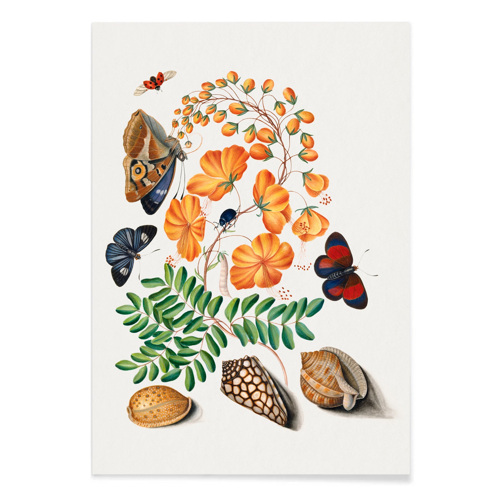 Botanical illustration and poster of vibrant flowers beetles butterflies and shells from Natural History Cabinet of Anna Blackburne by James Bolton, with black aluminium frame on white background