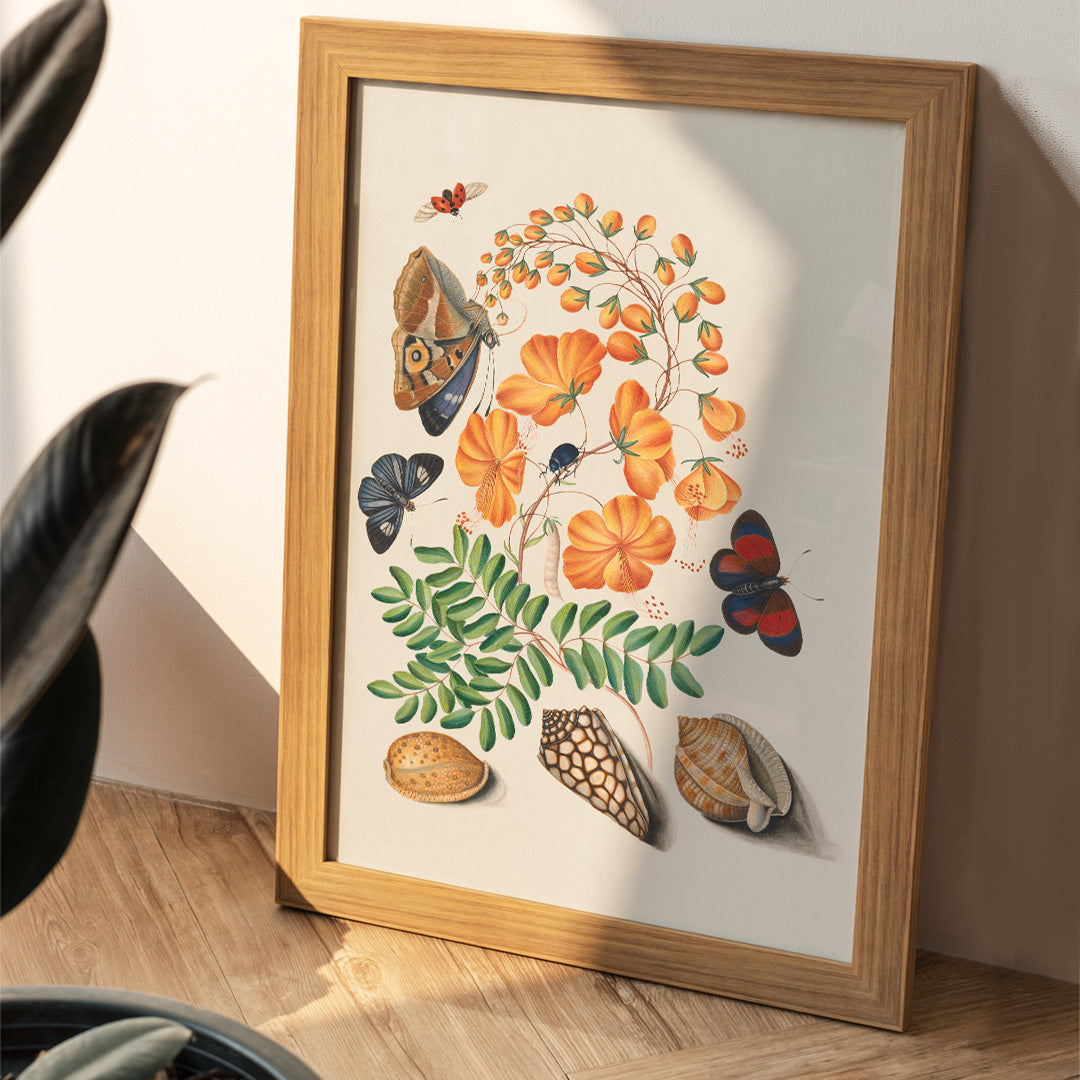 Botanical illustration and poster of vibrant flowers beetles butterflies and shells from Natural History Cabinet of Anna Blackburne by James Bolton, framed and displayed in home decor