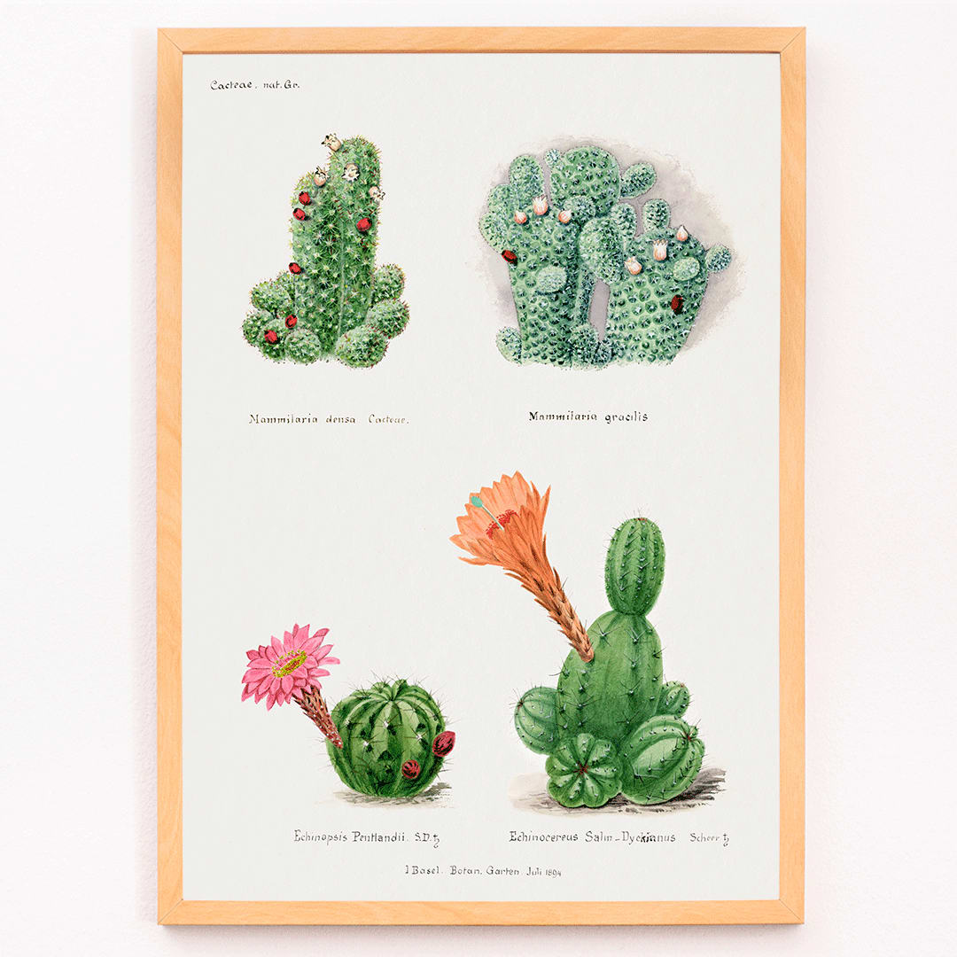 Assorted cacti illustration and poster by Familie Der Cacteen showing different cactus species with flowers, framed and displayed in modern living room decor