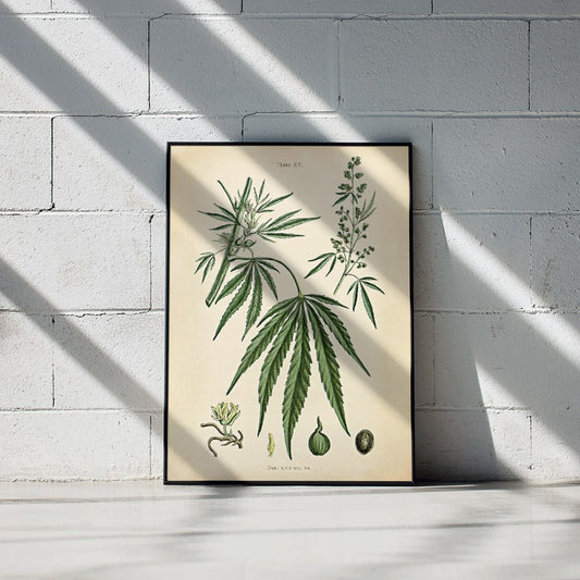Cannabis sativa botanical illustration showing detailed plant parts leaves flowers and seeds from Cannabis Botanical Plate 2 artwork, framed and displayed in home decor
