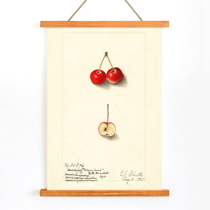 Watercolor illustration by Ellen Isham Schutt of Malus Cherry Crab showing two whole cherries and one halved cherry poster, with wooden magnetic frame on white background