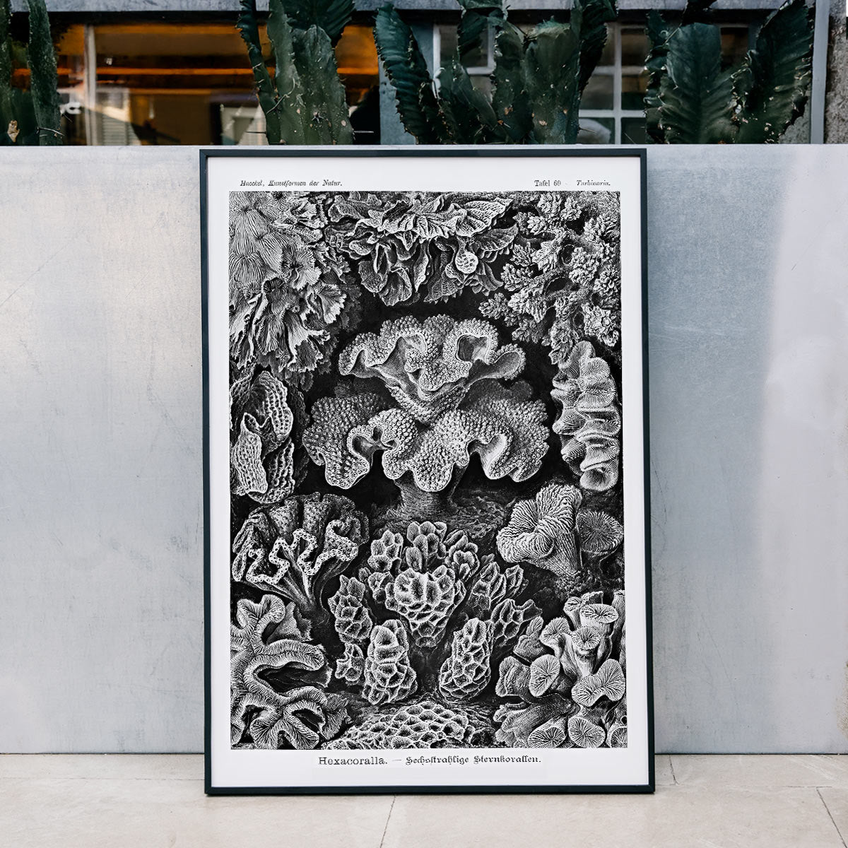 Detailed black and white coral illustration poster from Hexacoralla Sechsstrahlige Sternkorallen by Ernst Haeckel wall art decor, framed and displayed in modern living room decor