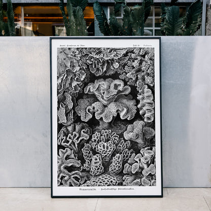 Detailed black and white coral illustration poster from Hexacoralla Sechsstrahlige Sternkorallen by Ernst Haeckel wall art decor, framed and displayed in modern living room decor