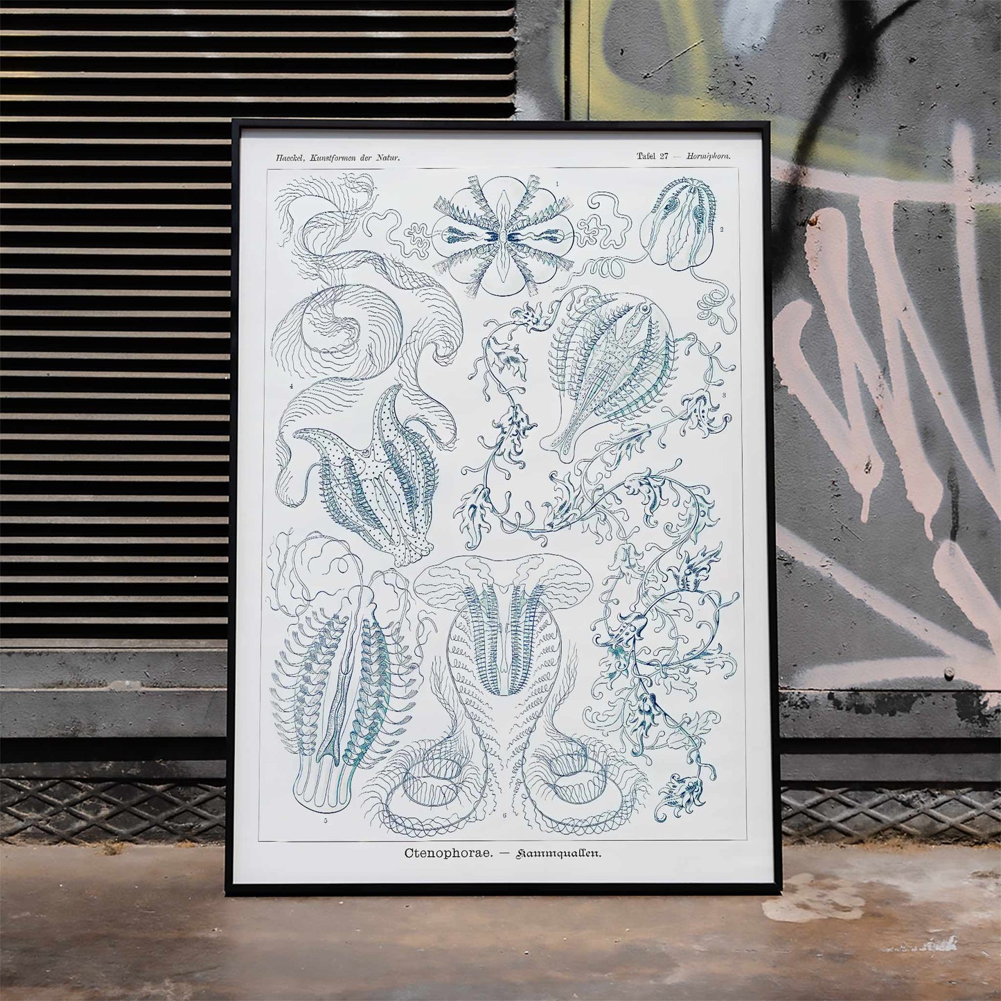 Scientific illustration of comb jellies Ctenophorae Kammquallen by Ernst Haeckel Kunstformen der Natur poster artwork, framed and displayed in home decor