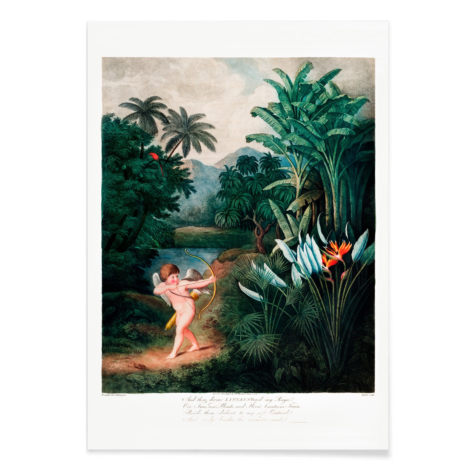 Cupid aiming a bow among lush tropical plants artwork by Robert John Thornton The Temple of Flora poster, with black aluminium frame on white background