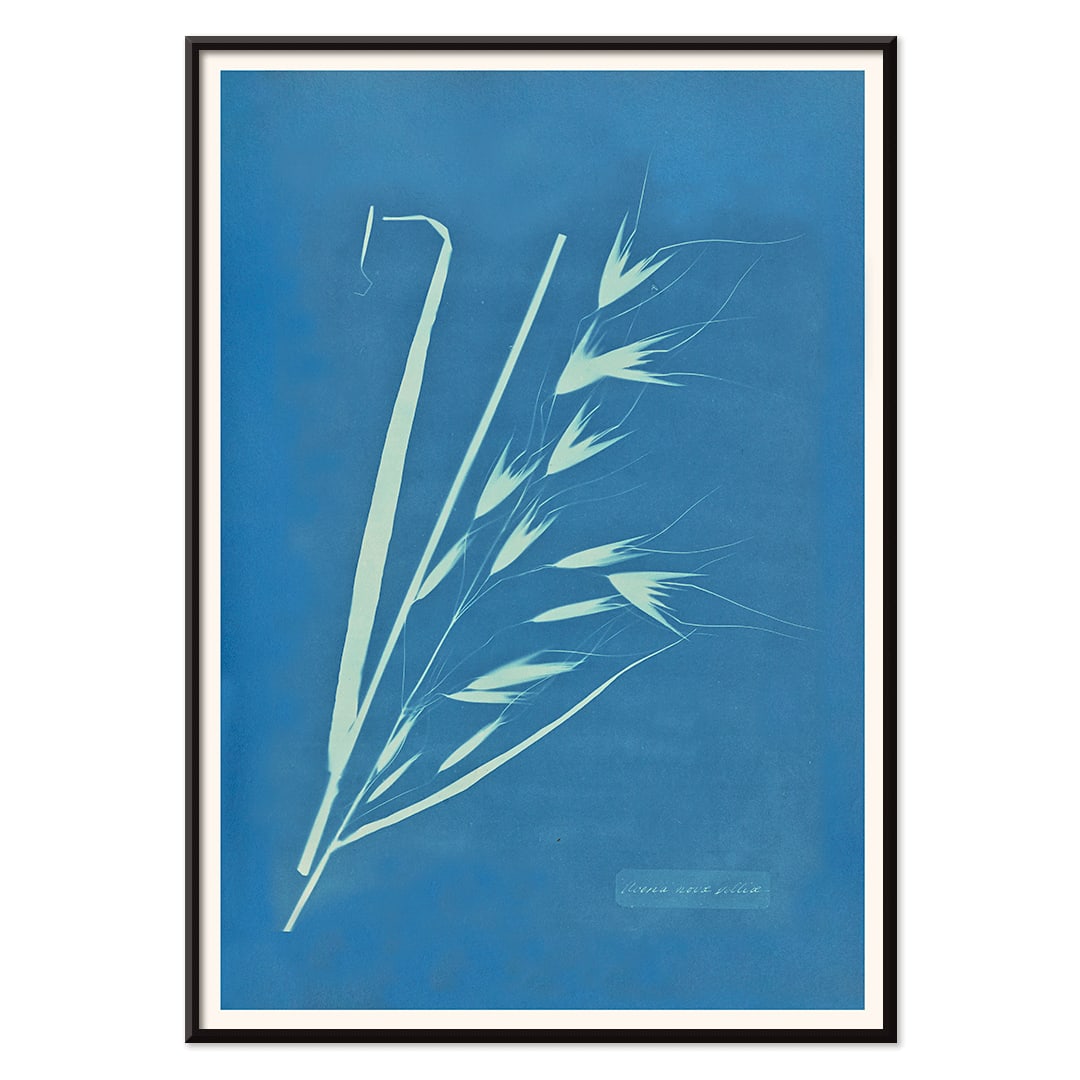 Cyanotype poster of Uvena Novae Villiae plant by Anna Atkins on blue background, with black aluminium frame on white background