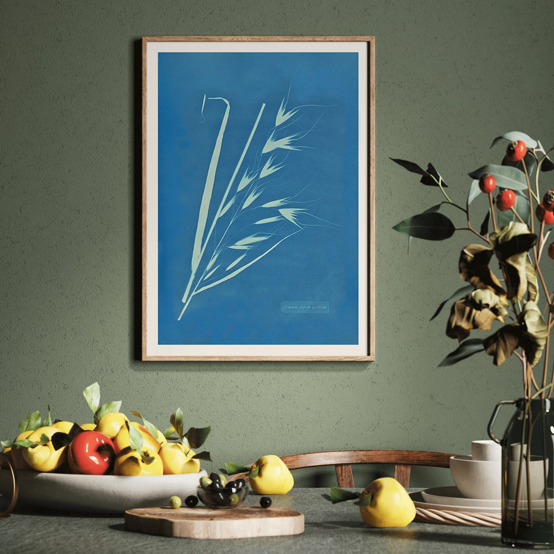 Cyanotype poster of Uvena Novae Villiae plant by Anna Atkins on blue background, framed and displayed in home decor
