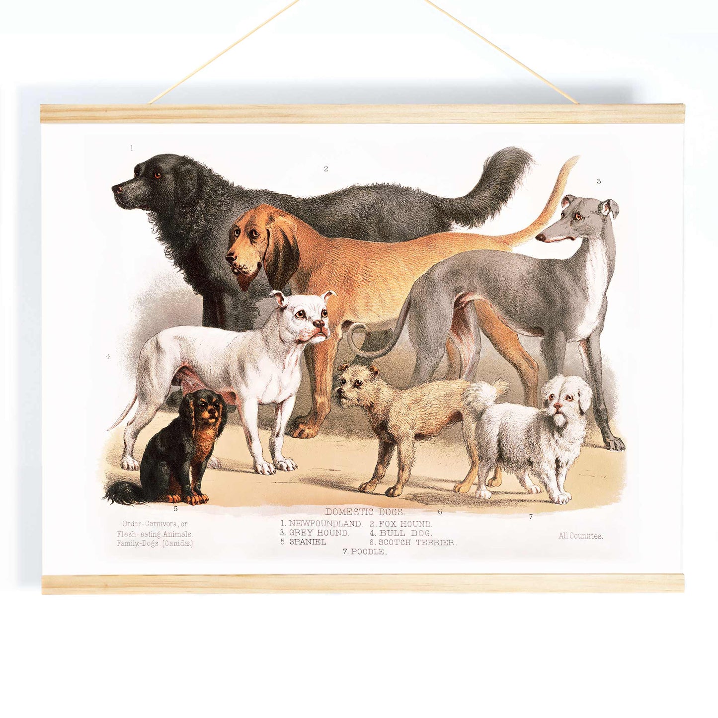 Poster of various domestic dog breeds illustrated from the Carnivora family artwork, with wooden magnetic frame on white background