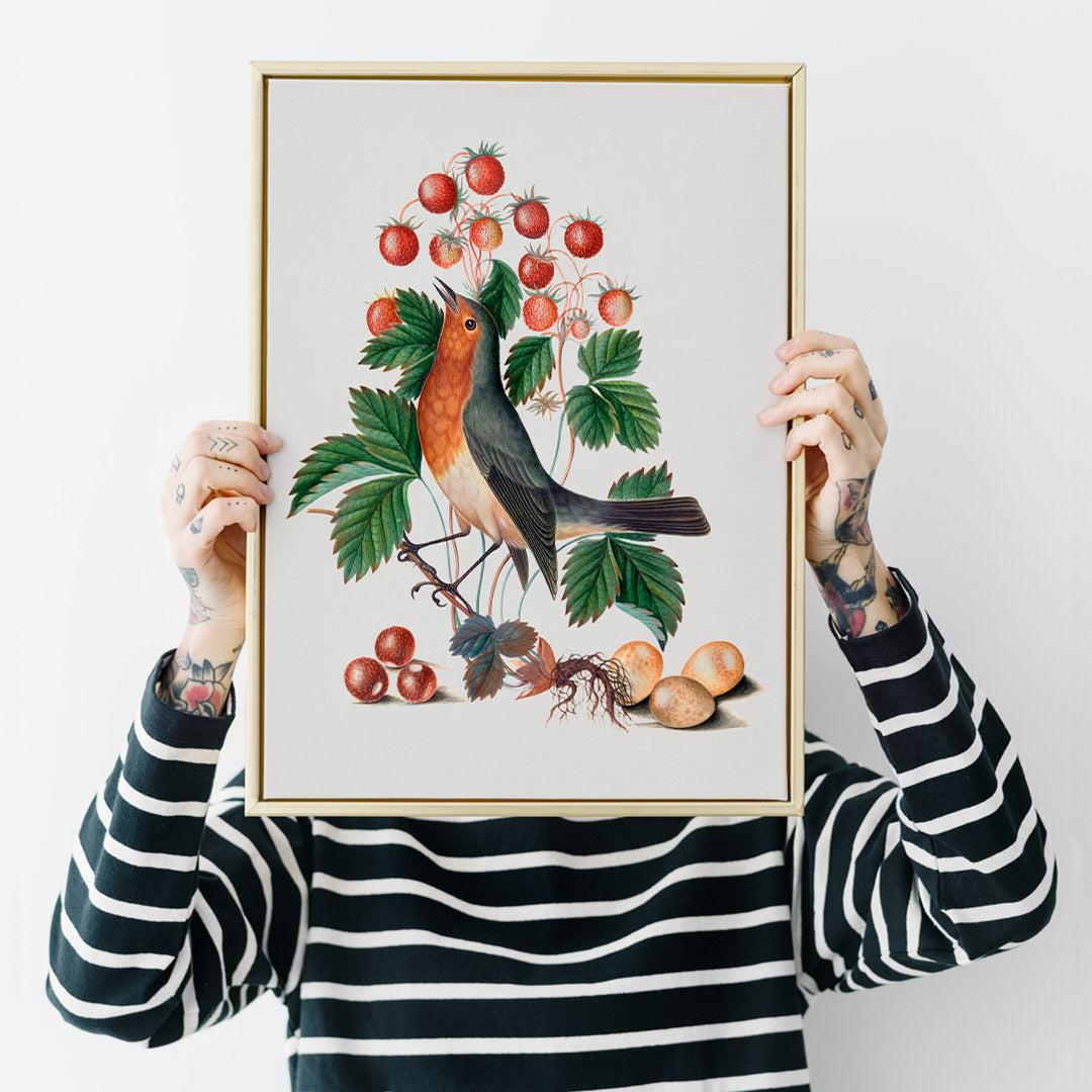 European robin with wild strawberries and eggs artwork by James Bolton from the Natural History Cabinet of Anna Blackburne poster, framed and displayed in home decor
