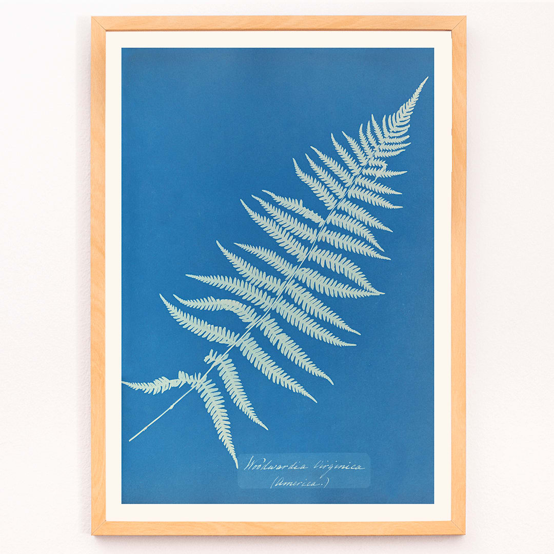 Cyanotype artwork poster of Woodwardia virginica fern by Anna Atkins with blue background, framed and displayed in modern living room decor