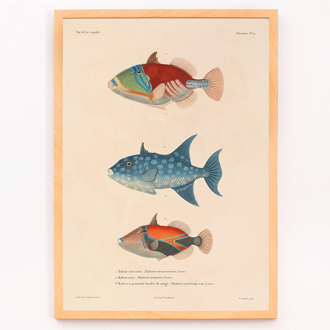 Three vibrant fish illustration by Louis Isidore Duperrey from Voyage autour du monde Pl 017 poster, framed and displayed in modern living room decor