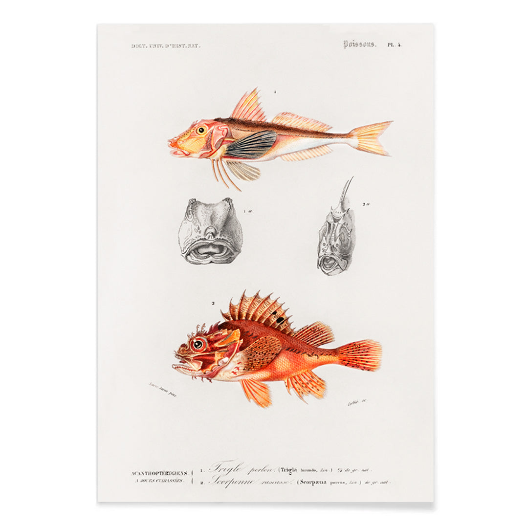 Colorful fish illustrations and detailed head studies poster featuring different types of fishes by Charles Dessalines D Orbigny artwork, with black aluminium frame on white background