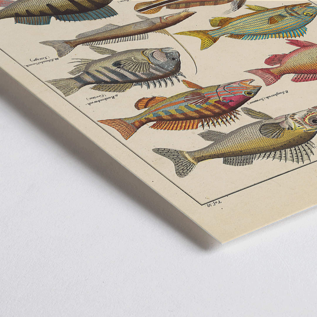 Closeup detail of Colorful fish illustrations poster by Lorenz Oken from General Natural History for All Classes PI.048