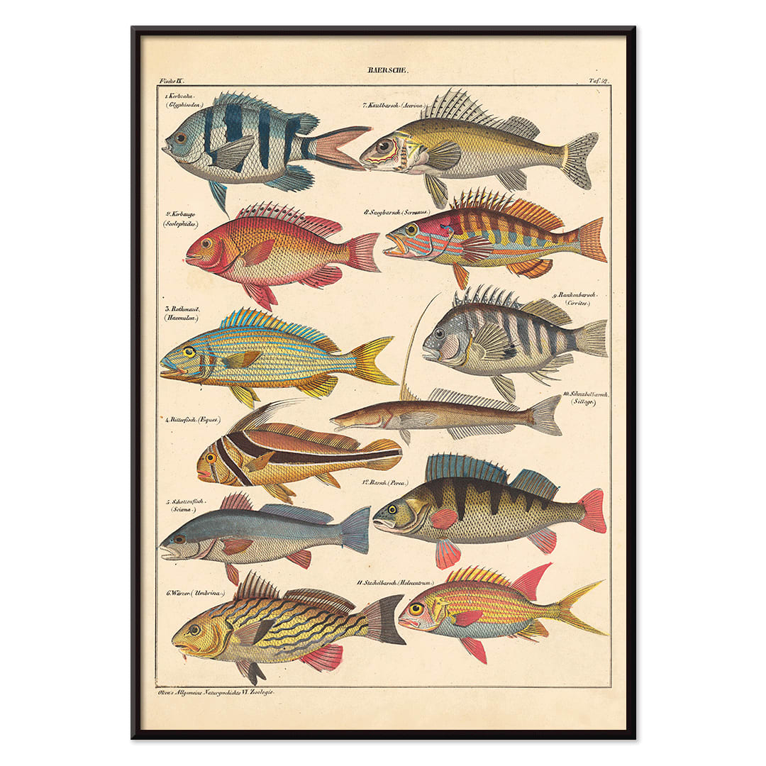 Colorful fish illustrations poster by Lorenz Oken from General Natural History for All Classes PI.048, with black aluminium frame on white background