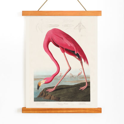 Pink flamingo standing and feeding in natural landscape from Birds of America by John James Audubon etched by Robert Havell poster, with wooden magnetic frame on white background