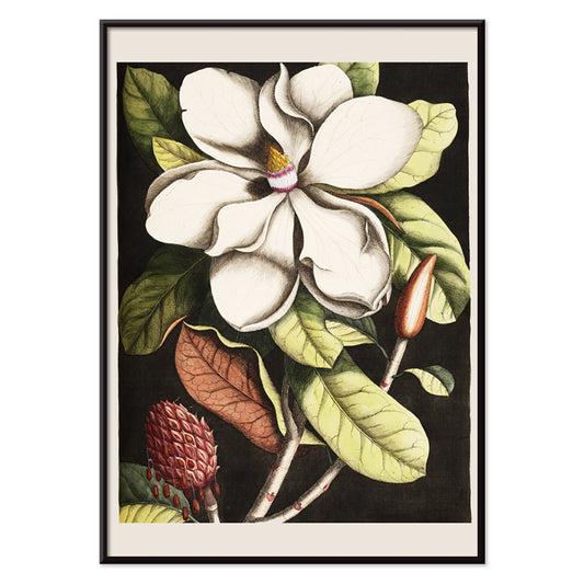 Botanical illustration and poster of Laurel Tree Magnolia altissima with white flower and green leaves by Mark Catesby for wall decor, with black aluminium frame on white background