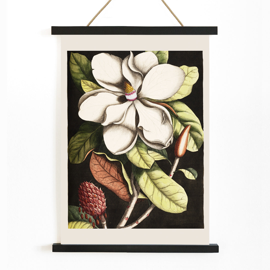 Botanical illustration and poster of Laurel Tree Magnolia altissima with white flower and green leaves by Mark Catesby for wall decor, with wooden magnetic frame on white background
