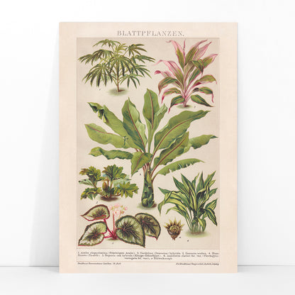 Colorful botanical illustration poster of various tropical foliage plants by Friedrich Arnold Brockhaus, framed and displayed in modern living room decor