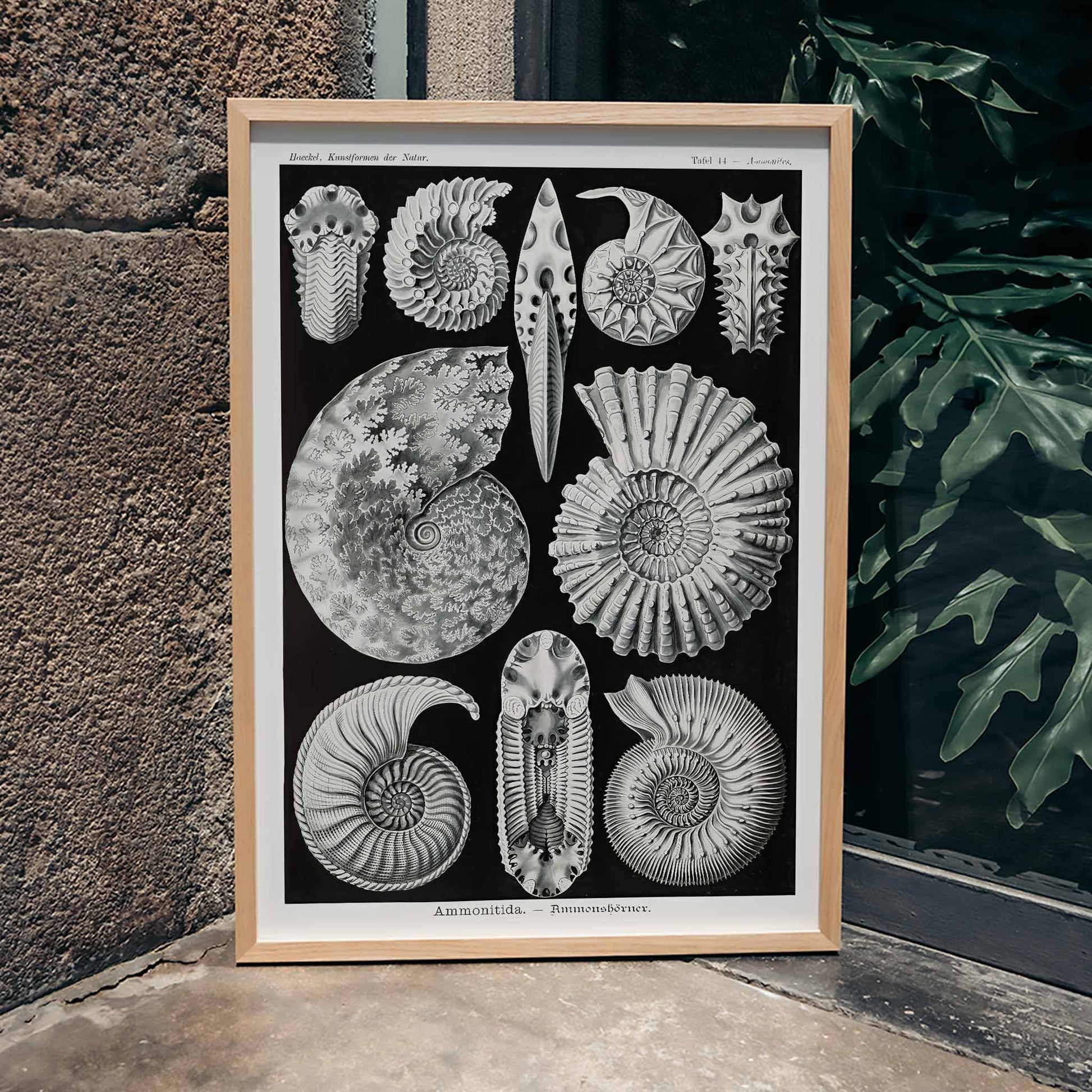 Detailed ammonite fossil illustrations by Ernst Haeckel from Kunstformen der Natur and Ammonitida Ammonshoerner poster for wall decor, framed and displayed in home decor
