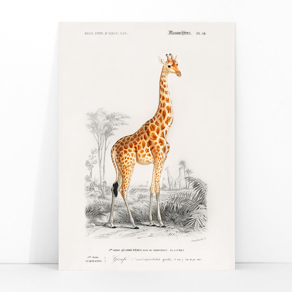 Vintage wildlife illustration of Giraffe Giraffa camelopardalis by Charles Dessalines D Orbigny in natural landscape poster, framed and displayed in modern living room decor