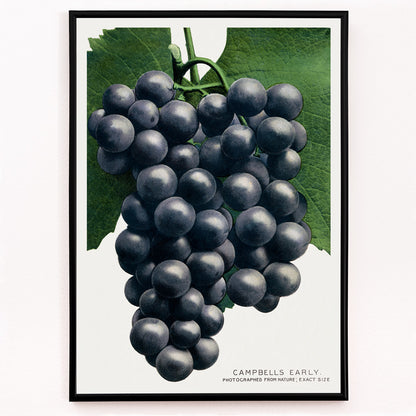 Closeup detail of Campbells Early Grape botanical lithograph by Rochester Lithographing and Printing Company showing a detailed cluster of dark grapes with green leaves