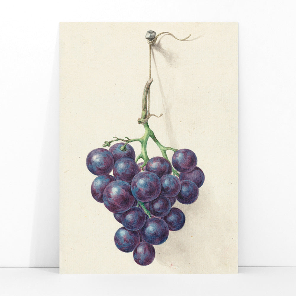 Realistic painting and poster of a bunch of blue grapes on a vine by Jean Bernard with light background, framed and displayed in modern living room decor