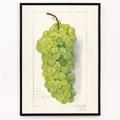 Closeup detail of Vintage green grape cluster illustration by Amanda Almira Newton detailed botanical art poster on light background