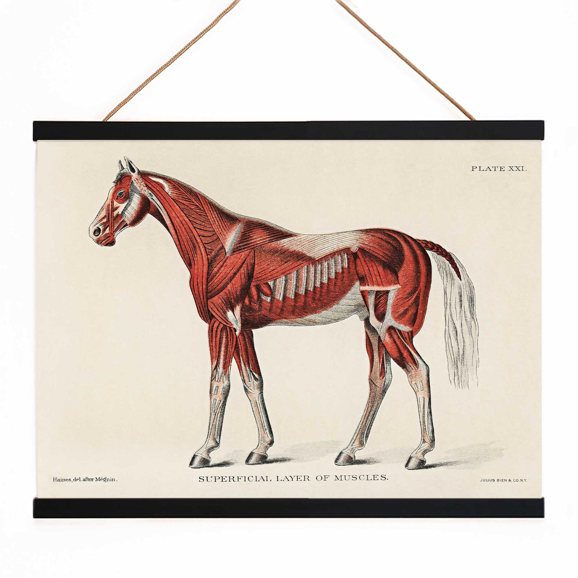 Superficial Layer of Muscles medical illustration of equine muscular system by unknown artist detailed horse anatomy poster, with wooden magnetic frame on white background