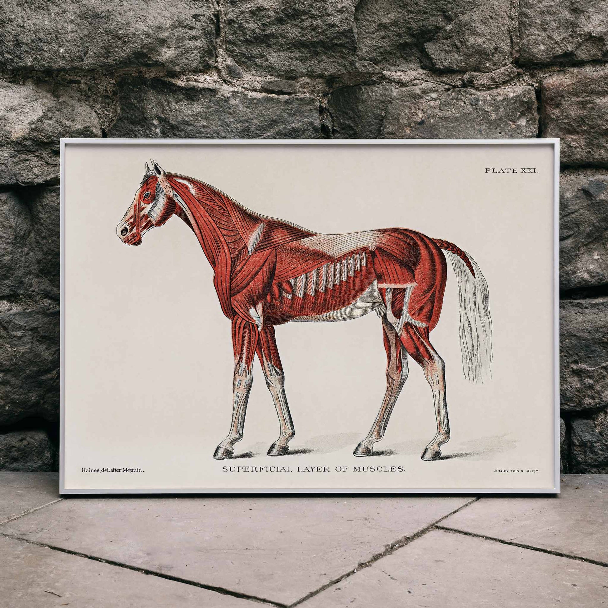 Superficial Layer of Muscles medical illustration of equine muscular system by unknown artist detailed horse anatomy poster, framed and displayed in modern living room decor