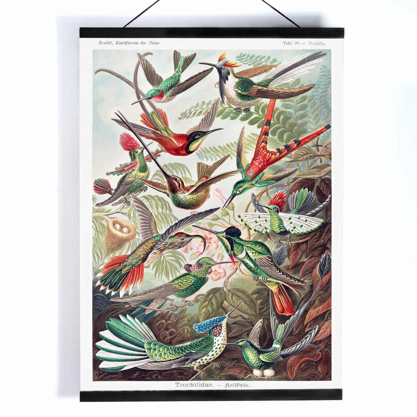Colorful hummingbirds in nature and lush jungle artwork Trochilidae Kolibris poster by Ernst Haeckel from Kunstformen der Natur, with wooden magnetic frame on white background