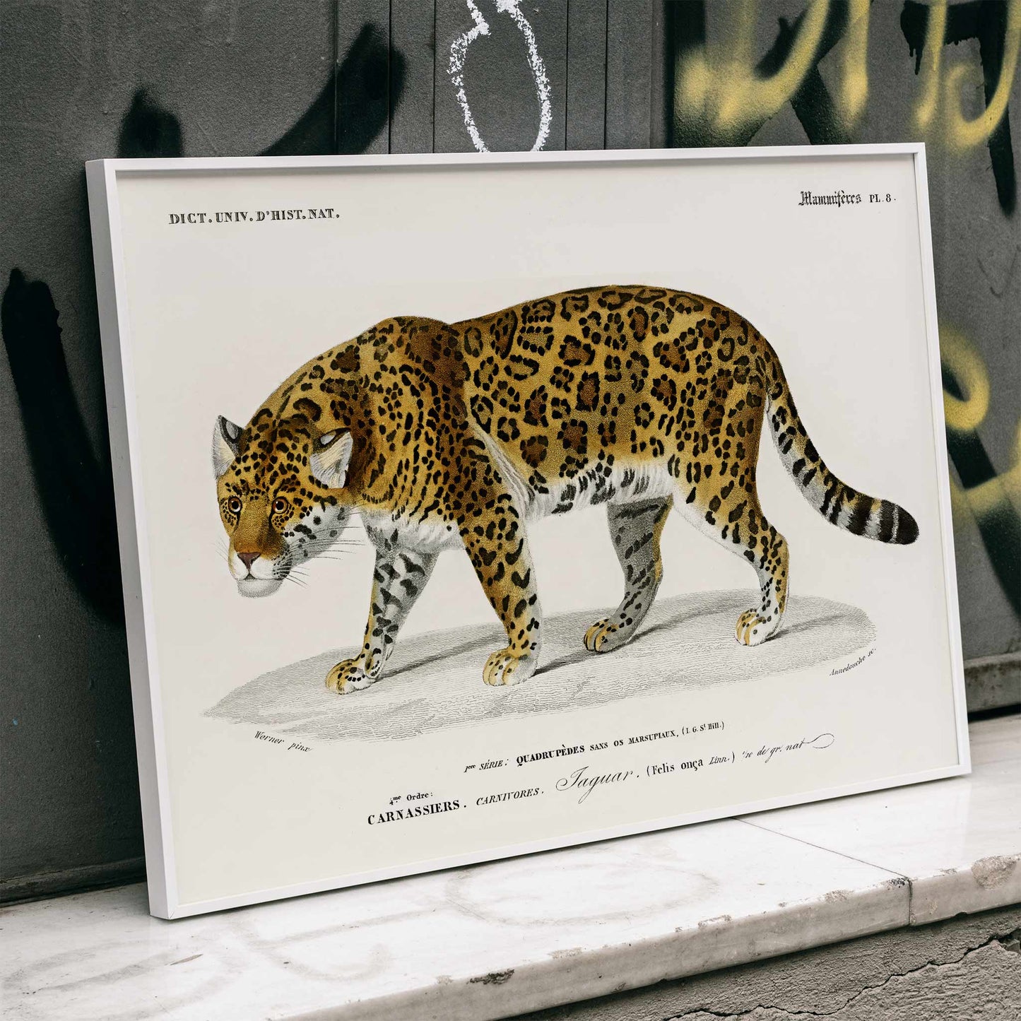 Jaguar Panthera Onca vintage illustration with detailed spots by Charles Dessalines D Orbigny natural history artwork, framed and displayed in home decor