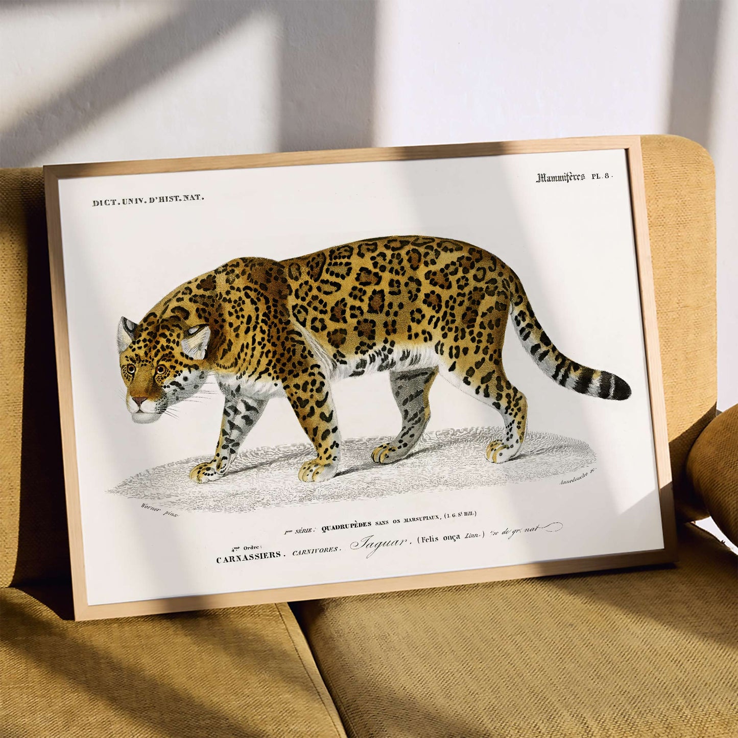 Jaguar Panthera Onca vintage illustration with detailed spots by Charles Dessalines D Orbigny natural history artwork, framed and displayed in modern living room decor