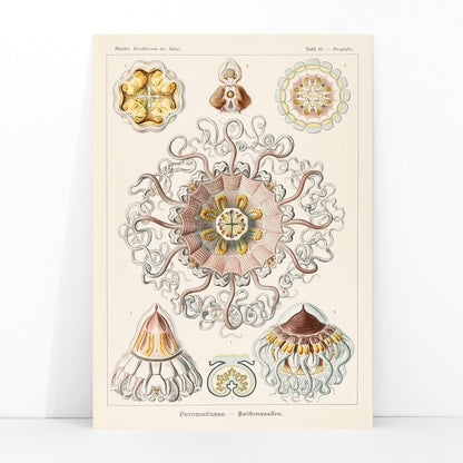 Scientific illustration poster of Peromedusae jellyfish marine life by Ernst Haeckel with intricate artistic and scientific detail, framed and displayed in modern living room decor