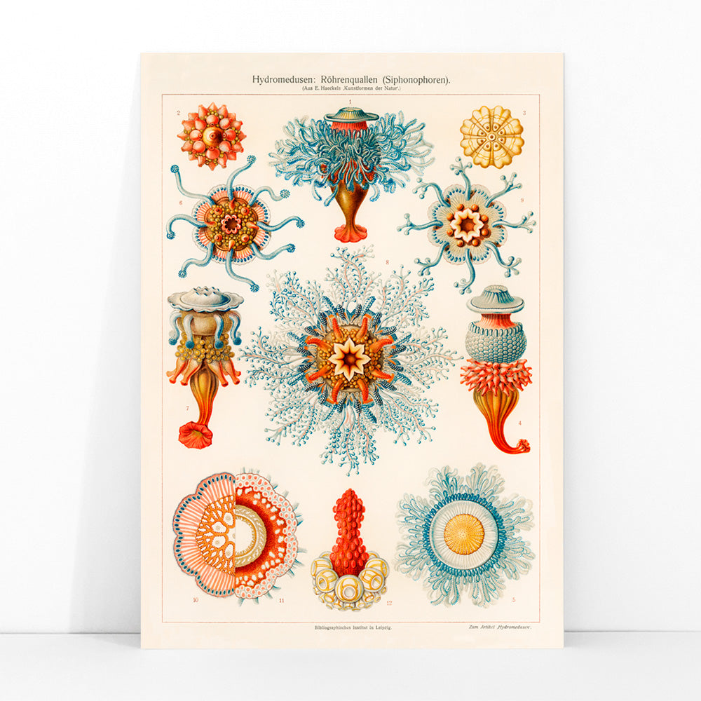 Colorful vintage jellyfish illustration by E Haeckels with intricate marine details scientific drawing and poster artwork, framed and displayed in modern living room decor