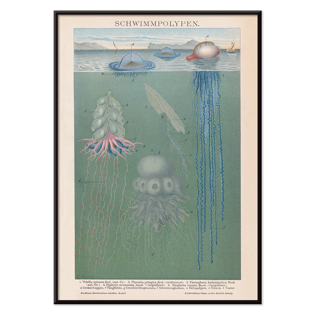 Scientific illustration and poster of marine polyps and jellyfish titled Swimming Polyps by The Institute Of Liepzig wall decor, with black aluminium frame on white background