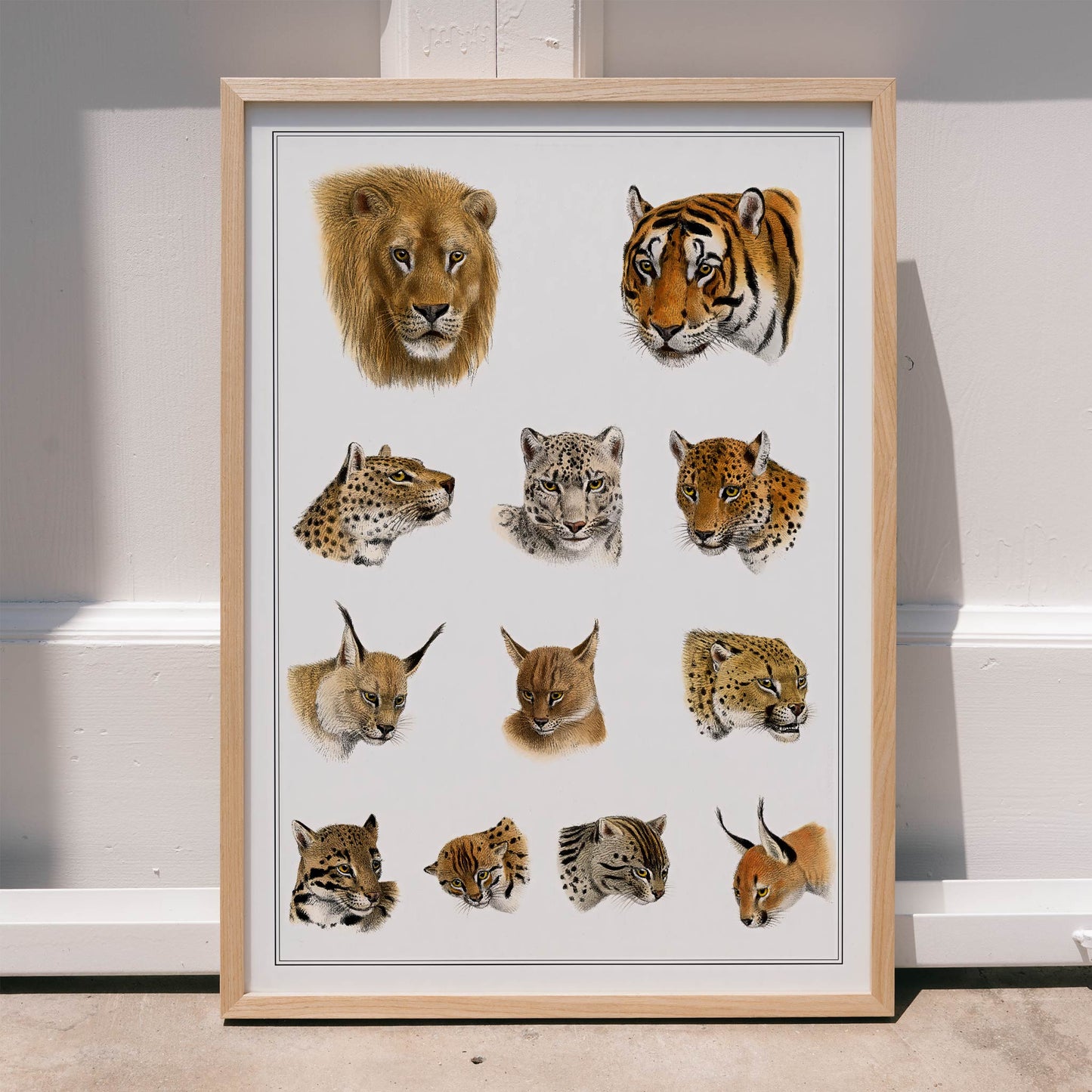 Illustration of big cats and wild feline heads including lion tiger leopard and snow leopard by Richard Lydekker from The Great and Small Game of India, framed and displayed in modern living room decor