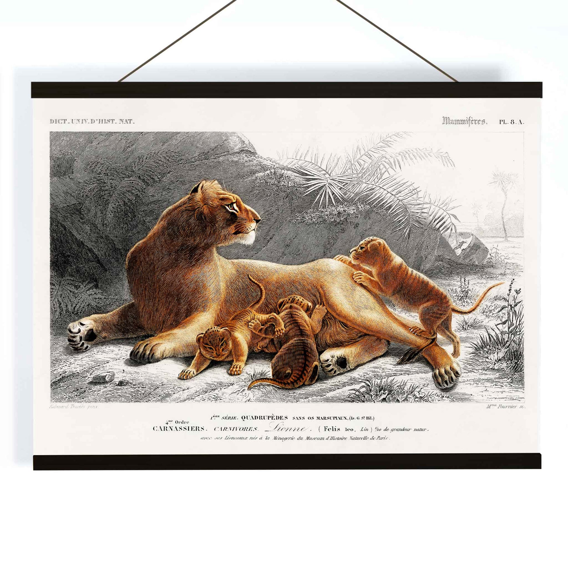 Female lion with cubs in natural landscape illustration by Charles Dessalines D Orbigny wildlife artwork poster, with wooden magnetic frame on white background