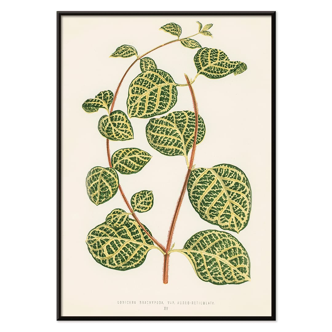 Botanical illustration poster of Lonicera Brachypoda by Shirley Hibberd featuring green and yellow variegated leaves, with black aluminium frame on white background