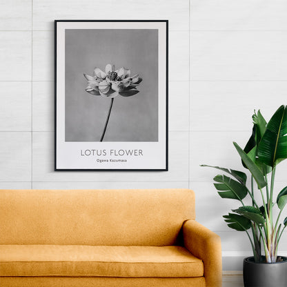 Monochrome lotus flower photography artwork by Ogawa Kazumasa minimal botanical wall art poster, framed and displayed in home decor