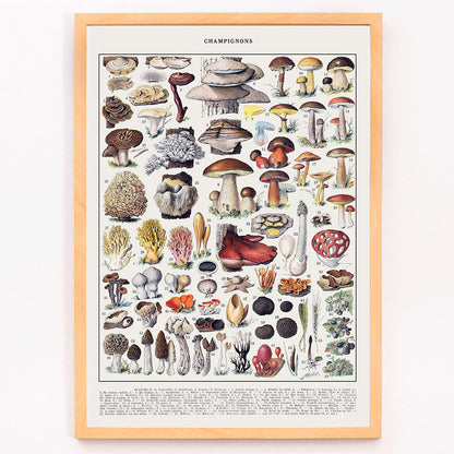Colorful illustrated poster of various mushroom species by Editions Larousse titled Mushrooms colour plate 1, framed and displayed in modern living room decor