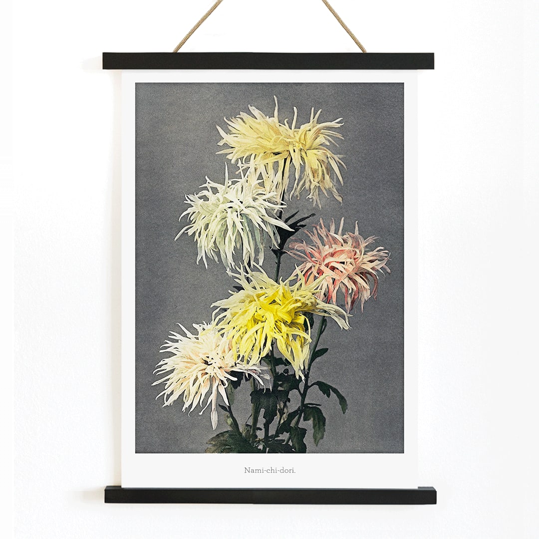 Hand colored floral collotype and poster of vibrant chrysanthemums from Namichidori by Kazumasa Ogawa showing soft shaded hand colored floral artwork, with wooden magnetic frame on white background