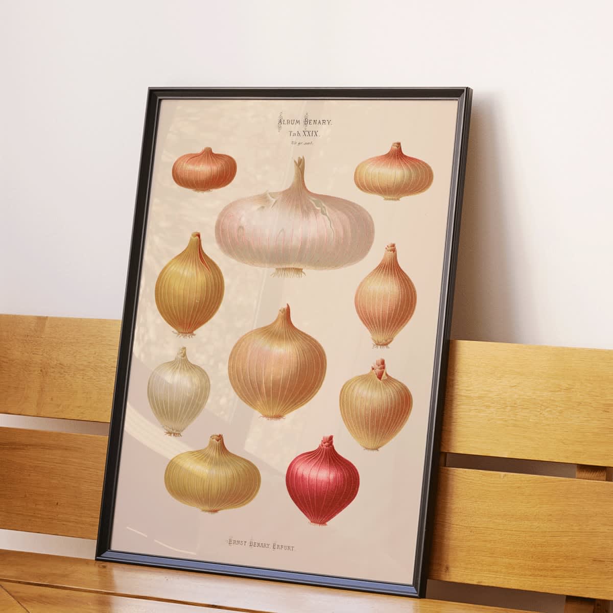 Illustration and poster of various onions by Ernst Benary from Album Benary showcasing different shapes and colors, framed and displayed in home decor